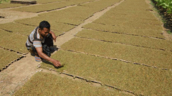 Pembelian Tembakau Sumenep di Tingkat Petani Kian Lesu
