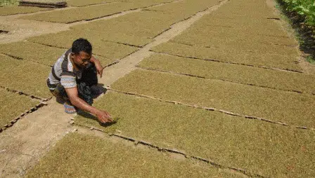 Pembelian Tembakau Sumenep di Tingkat Petani Kian Lesu