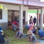 Tembakau Rajangan Madura Hanya Laku Rp 40 Ribu per Kg