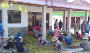 Tembakau Rajangan Madura Hanya Laku Rp 40 Ribu per Kg