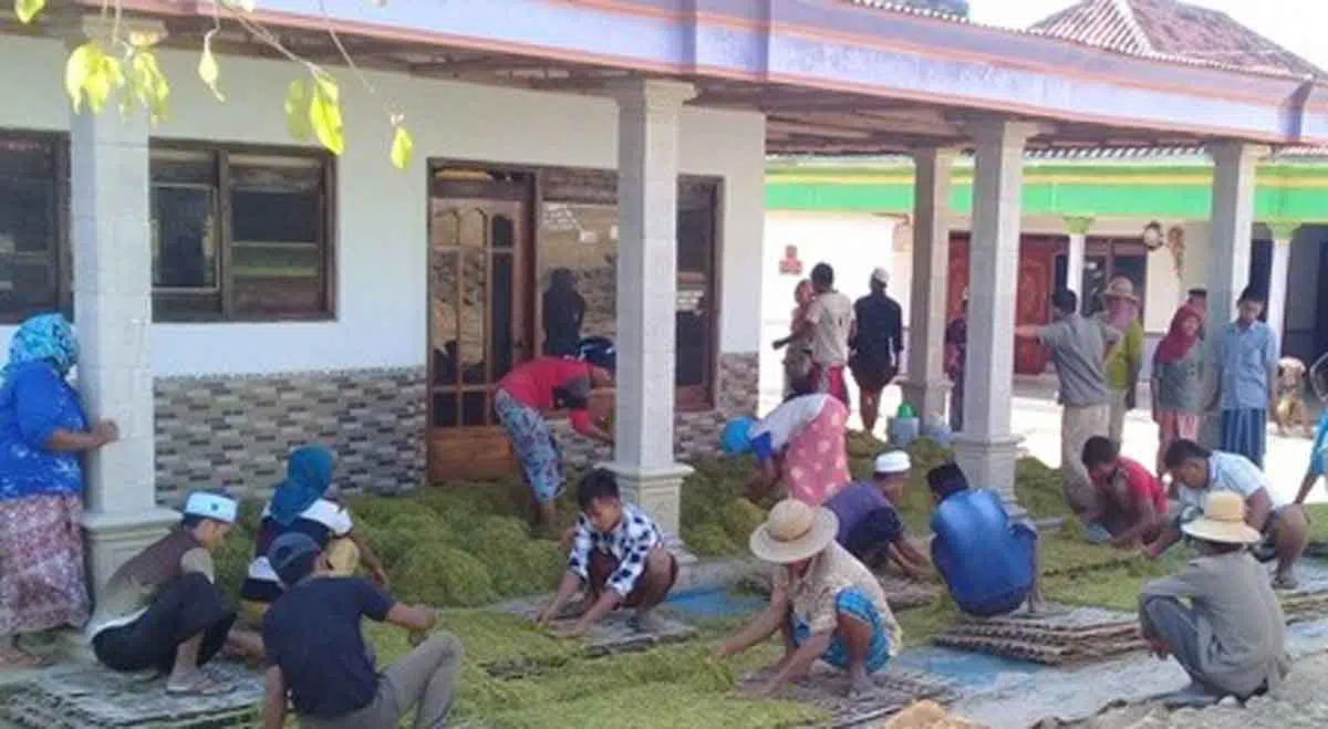 Tembakau Rajangan Madura Hanya Laku Rp 40 Ribu per Kg