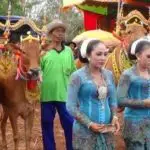Ayo Saksikan, Hari Ini Sumenep Gelar Kontes Sapi Sonok di Kota