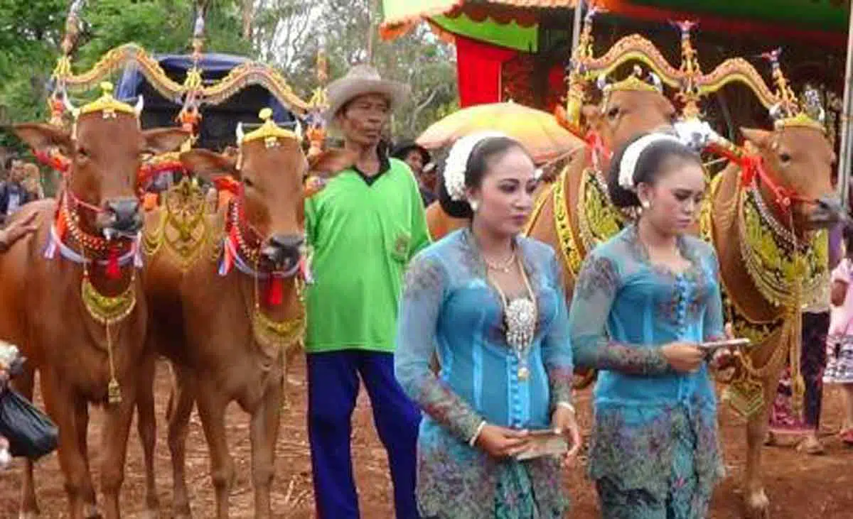 Ayo Saksikan, Hari Ini Sumenep Gelar Kontes Sapi Sonok di Kota