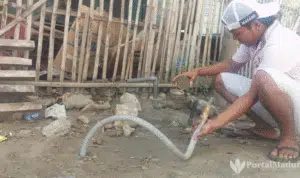 Suplai Air PDAM Sampang Mampet