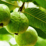 Daun Jambu Biji, Si Hijau yang Punya 4 Manfaat untuk Rambut