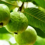 Daun Jambu Biji, Si Hijau yang Punya 4 Manfaat untuk Rambut