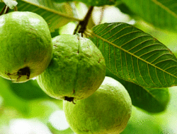 Daun Jambu Biji, Si Hijau yang Punya 4 Manfaat untuk Rambut