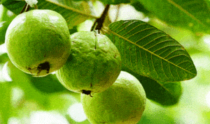 Daun Jambu Biji, Si Hijau yang Punya 4 Manfaat untuk Rambut