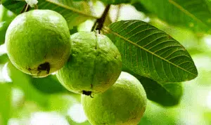 Daun Jambu Biji, Si Hijau yang Punya 4 Manfaat untuk Rambut