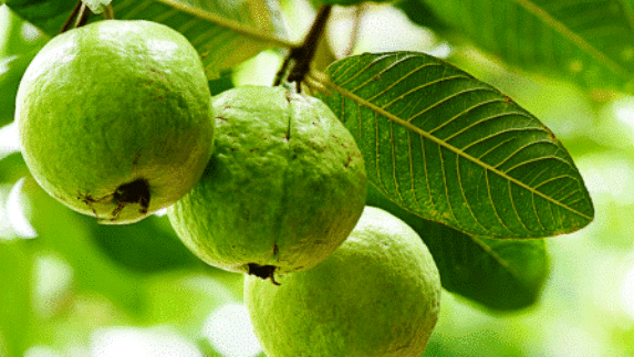 Daun Jambu Biji, Si Hijau yang Punya 4 Manfaat untuk Rambut