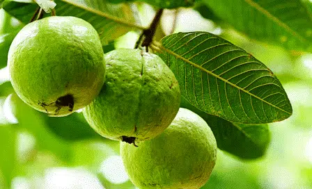 Daun Jambu Biji, Si Hijau yang Punya 4 Manfaat untuk Rambut