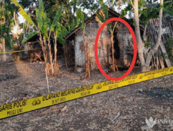 Kandang dan Dapur Ketua Panitia Pilkades Juruan Laok Dibakar OTD