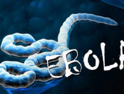 Uni Afrika: Korban Tewas Ebola di Kongo Naik Jadi 2.150 Jiwa
