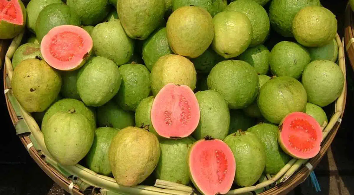 Rutin Konsumsi Jambu bisa Bantu Kontrol Kadar Gula Darah