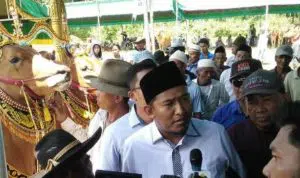 Besok, Sumenep Gelar Karapan Sapi Tanggapan 2019
