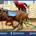 Sumenep Akan Gelar Karapan Sapi Rebut Tiket Piala Presiden 2019
