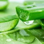 Kenapa Aloe Vera Jadi Formula Terbaik Bagi Kulit? Ini 3 Alasannya