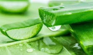 Kenapa Aloe Vera Jadi Formula Terbaik Bagi Kulit Ini 3 Alasannya