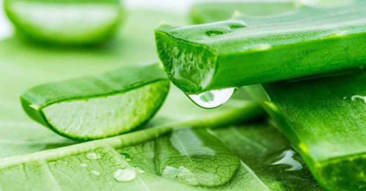 Kenapa Aloe Vera Jadi Formula Terbaik Bagi Kulit Ini 3 Alasannya