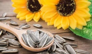 5 Khasiat Kuaci Bunga Matahari untuk Kesehatan