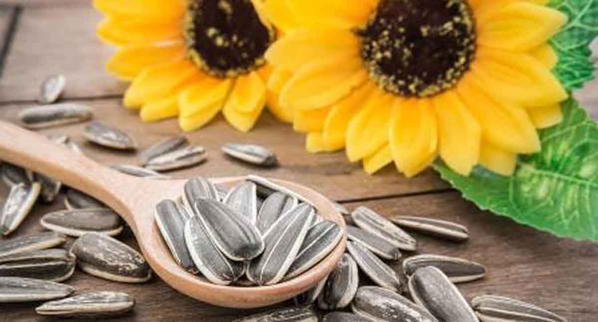 5 Khasiat Kuaci Bunga Matahari  untuk Kesehatan 