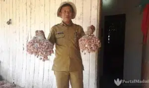 4 Varietas Bawang Merah Jadi Tanaman Unggulan di Pamekasan