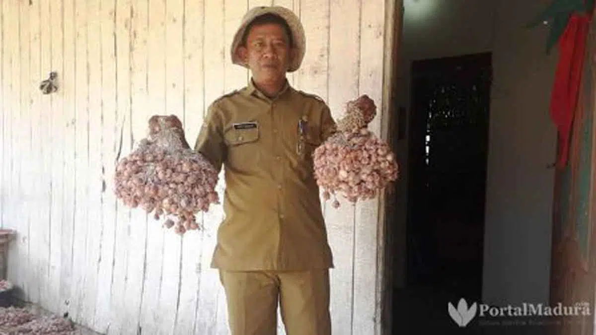 4 Varietas Bawang Merah Jadi Tanaman Unggulan di Pamekasan