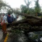 Lalin Terganggu, Pohon Tumbang Melintang Jalan di Sampang