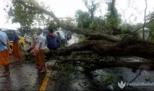 Lalin Terganggu, Pohon Tumbang Melintang Jalan di Sampang