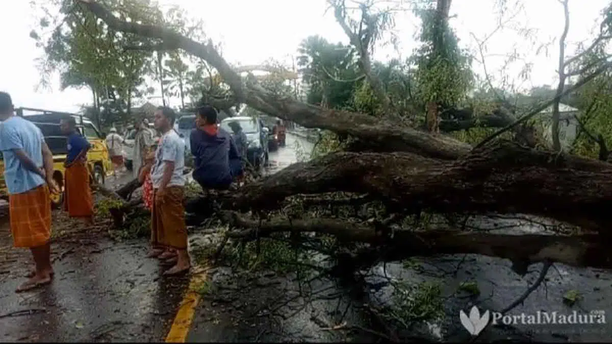 Lalin Terganggu, Pohon Tumbang Melintang Jalan di Sampang