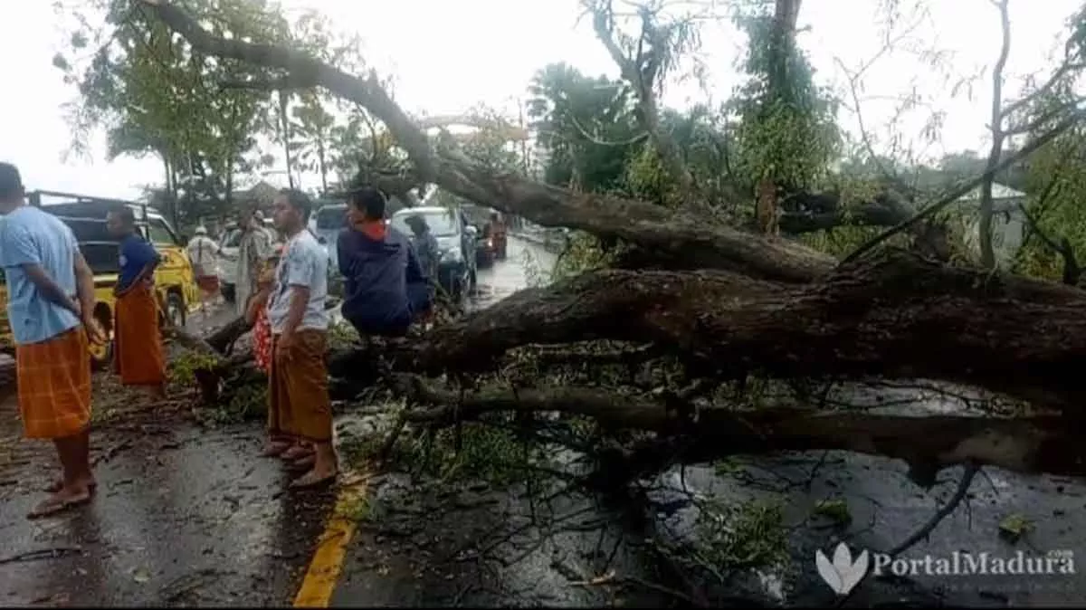 Lalin Terganggu, Pohon Tumbang Melintang Jalan di Sampang