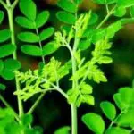 Efek Samping Daun Kelor untuk Kesehatan