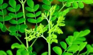 Efek Samping Daun Kelor untuk Kesehatan