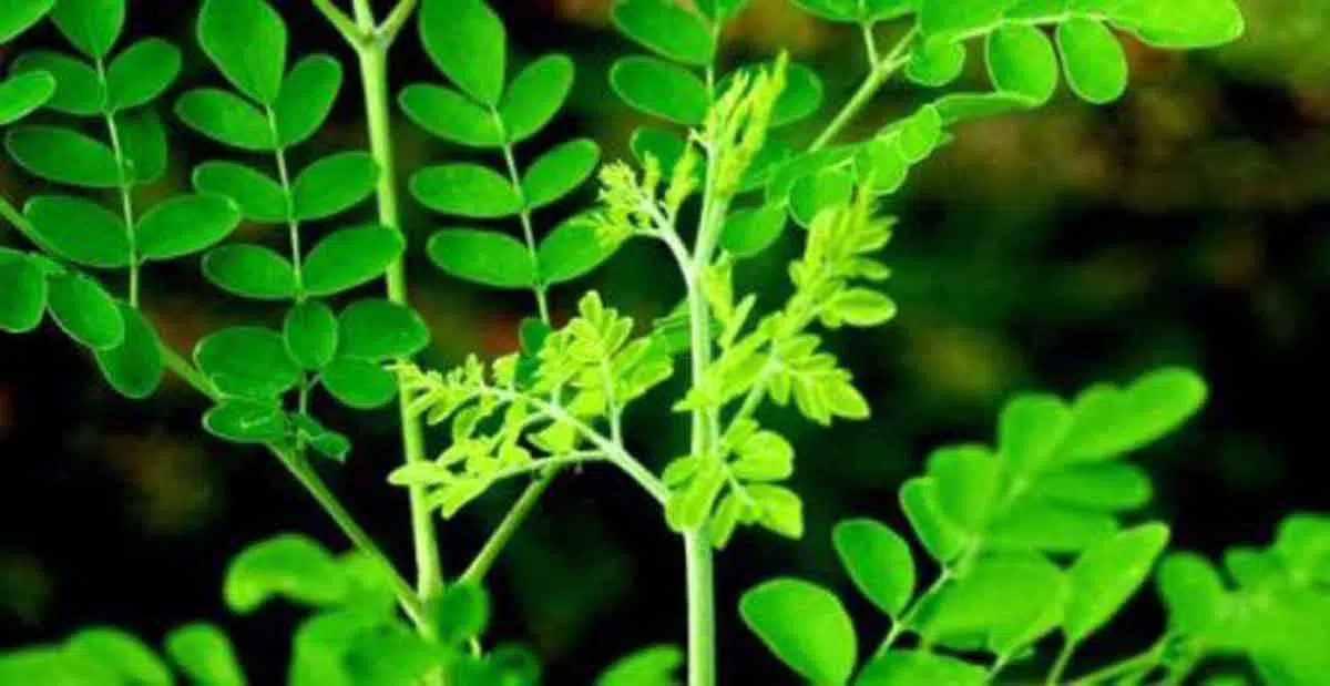 Efek Samping Daun Kelor