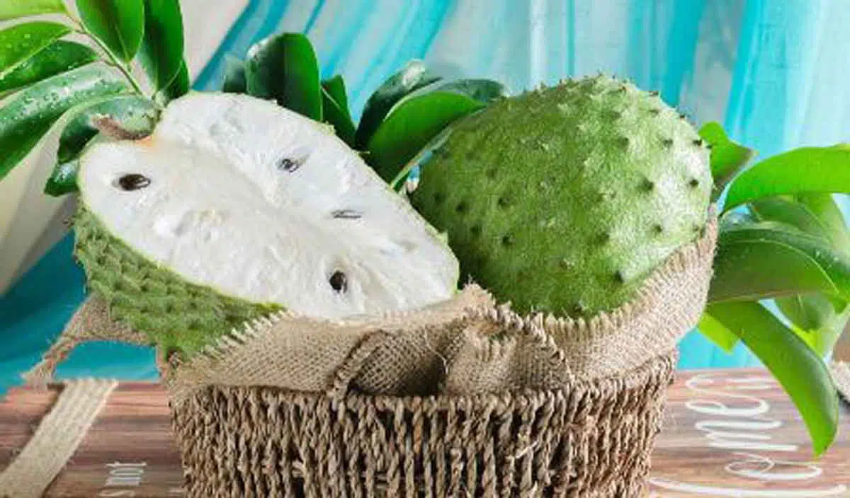 Efek Samping Daun Sirsak untuk Kesehatan