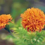 Khasiat Ekstrak Bunga Marigold Bagi Kecantikan Kulit