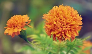 Khasiat Ekstrak Bunga Marigold Bagi Kecantian Kulit