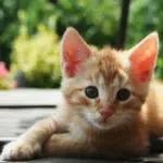 Masya Allah, Inilah Kebaikan Tak Terduga Jika Menyayangi Kucing