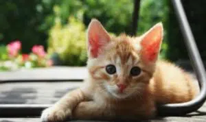 Masya Allah, Inilah Kebaikan Tak Terduga Jika Menyayangi Kucing