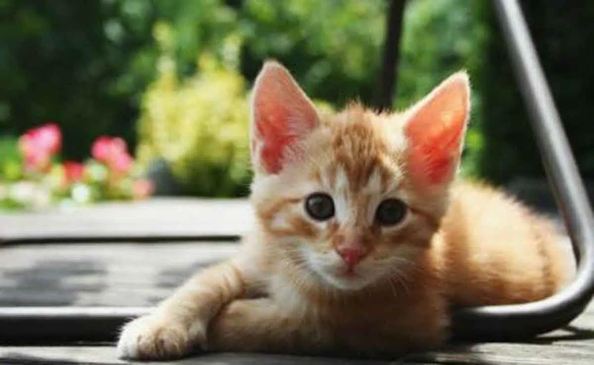 Masya Allah, Inilah Kebaikan Tak Terduga Jika Menyayangi Kucing