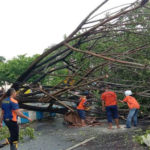Pohon Tumbang, Angin Kencang Terjang Kota Bangkalan