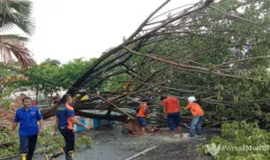 Pohon Tumbang, Angin Kencang Terjang Kota Bangkalan
