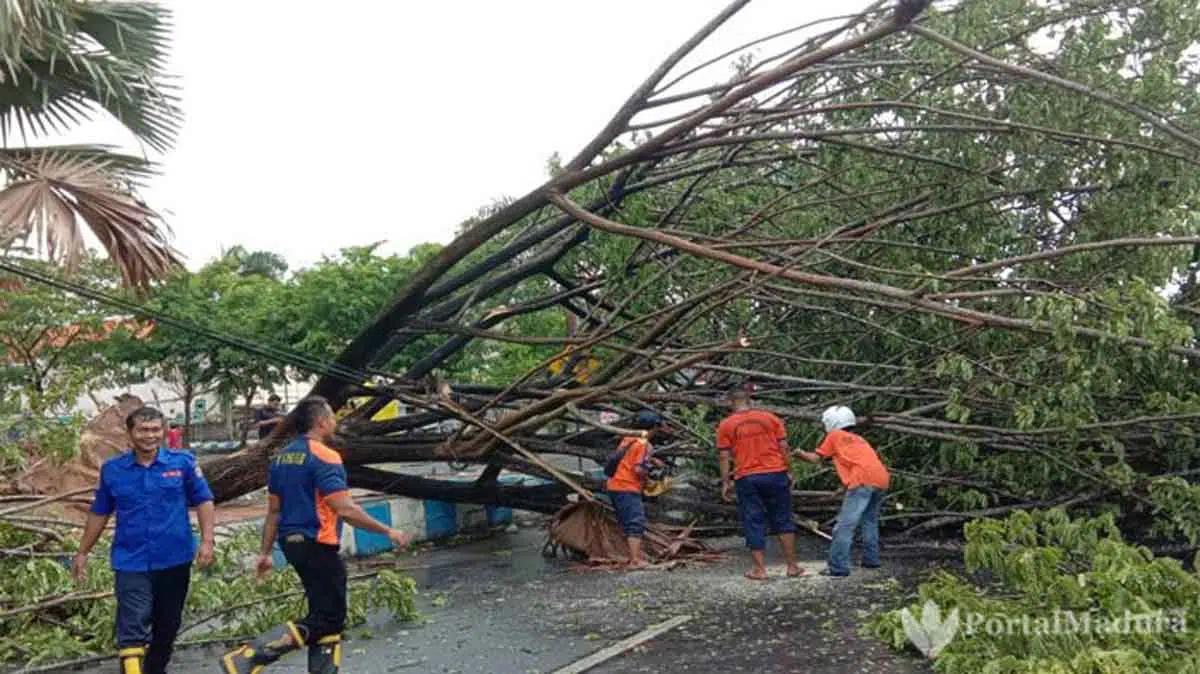 Pohon Tumbang, Angin Kencang Terjang Kota Bangkalan