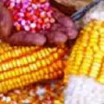 Bantuan Benih Jagung Tak Sesuai Kondisi Lahan