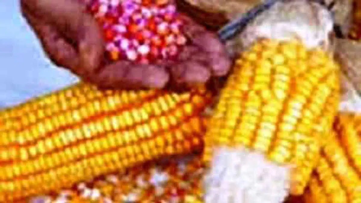 Bantuan Benih Jagung Tak Sesuai Kondisi Lahan