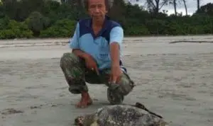28 Penyu Mati Akibat Limbah Cair dari PLTU Teluk Sepang