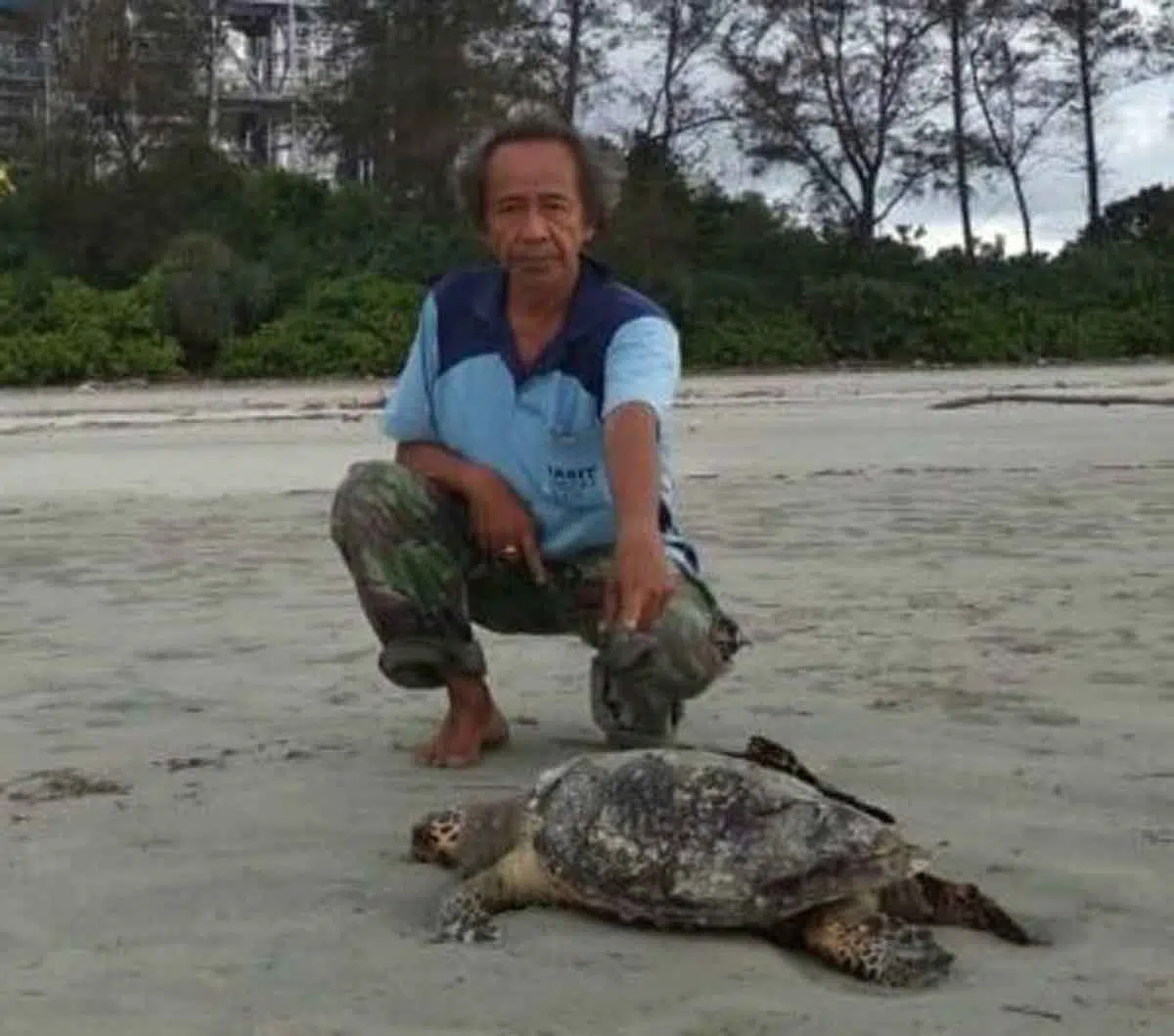 28 Penyu Mati Akibat Limbah Cair dari PLTU Teluk Sepang