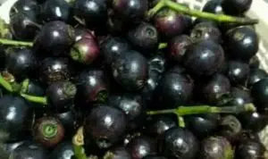 5 Manfaat Buah Gowok yang Bagus Bagi Kesehatan Anda