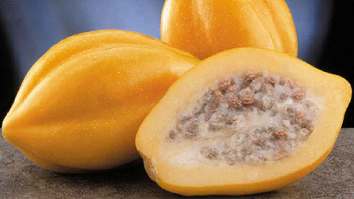 Buah Langka dari Wonosobo Memiliki Manfaat bagi Kesehatan? Cek Disini