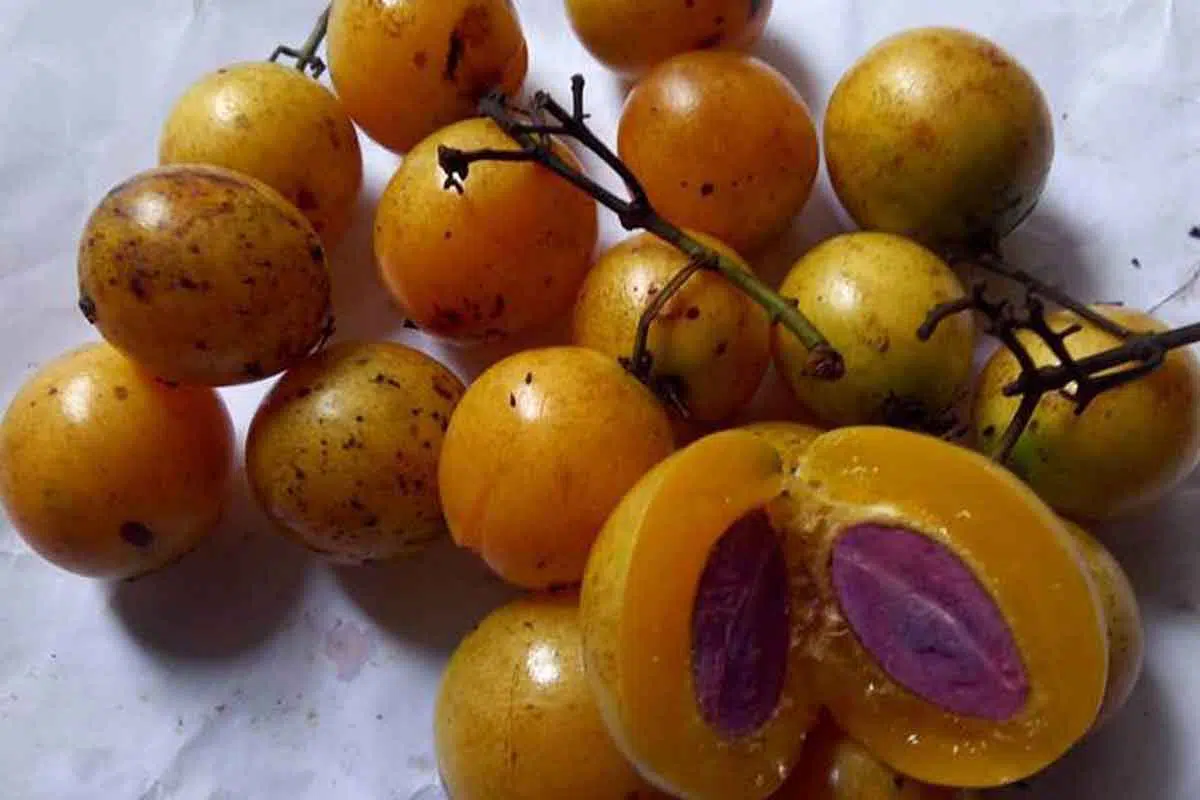 Buah Ramania Memiliki Banyak Manfaat bagi Kesehatan? Cek Disini
